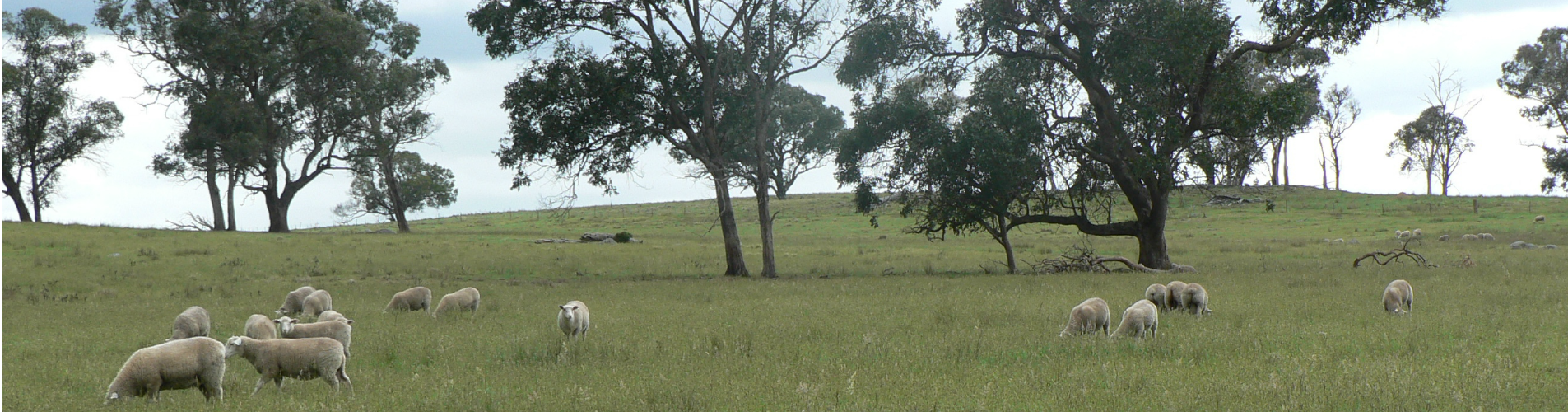 ryefields